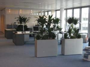 Кашпо для офиса перегородка