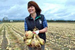 Лук Эксибишн 250 000 семян.  (Bejo)