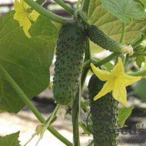 Огурец Альянс F1 1000 семян. (Bejo)