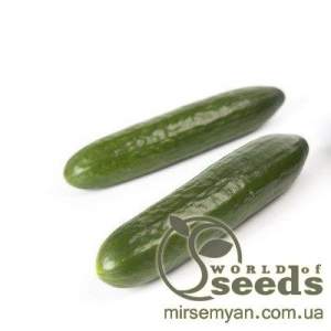 Огурец Мева F1 100 семян.  (Rijk Zwaan)