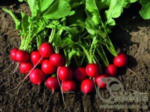 Редис Рудольф 50гр. (Bejo)