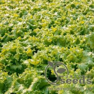 Салат Официон батавия 5г. (Rijk Zwaan)