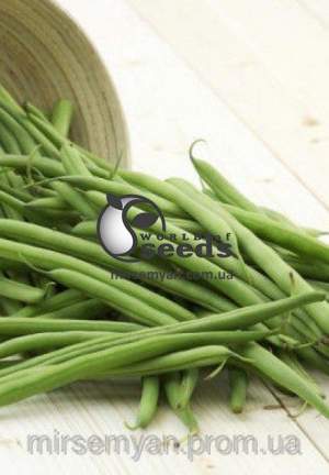 Фасоль Нагано 100 000 семян.  (Nunhems)