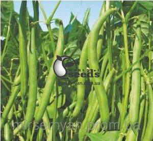 Фасоль Палома 100 000 семян.  (Nunhems)