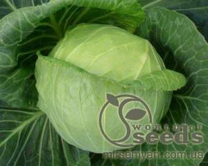 Капуста Килагерб F1,  2500 семян. (Syngenta)