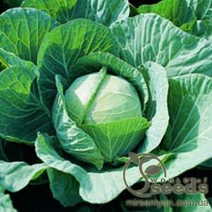 Капуста Фарао F1  2500 семян. (Bejo)