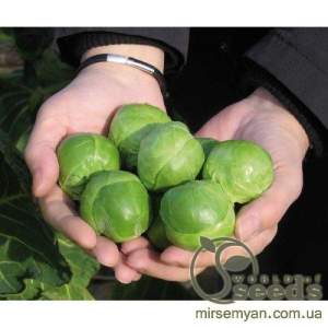 Капуста брюссельская Франклин F1 2500 семян. (Bejo)