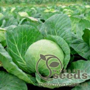 Капуста Лема F1. 2500 семян.  (Rijk Zwaan)