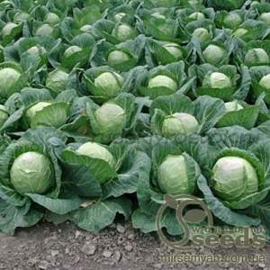 Капуста Лема F1. 1000 семян.  (Rijk Zwaan)