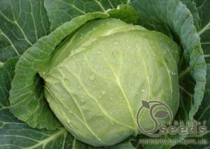 Капуста Лема (калибр)  F1. 1000 семян.  (Rijk Zwaan)