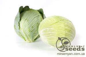 Капуста Лагрима F1 2500 семян. (Rijk Zwaan)