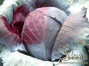 Капуста Рексома F1 2500 семян. (Rijk Zwaan)