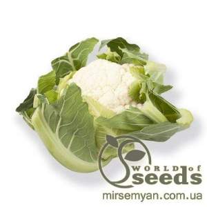 Капуста цветная Церси F1 1000 семян. (Rijk Zwaan)