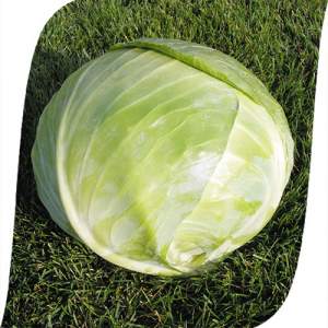 Капуста Арривист F1 2500 семян. (Seminis)