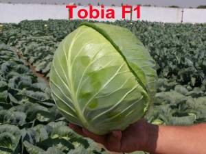 Капуста Тобия F1 2500 семян. (Seminis)