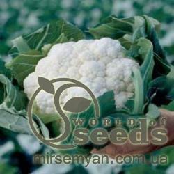 Капуста цветная Белькур F1 2500 семян. (Rijk Zwaan)