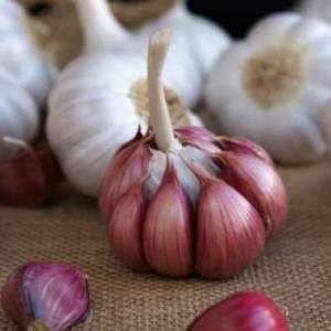 Чеснок озимый 
