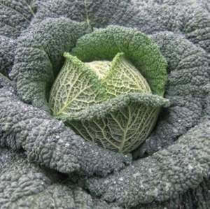 Капуста савойская Турмалин F1 2500 семян. (Hazera)