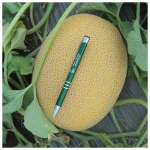 Дыня Нево F1 1000 cемян. HAZERA