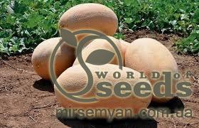 Дыня Раймонд F1 1000 семян. (Hazera)