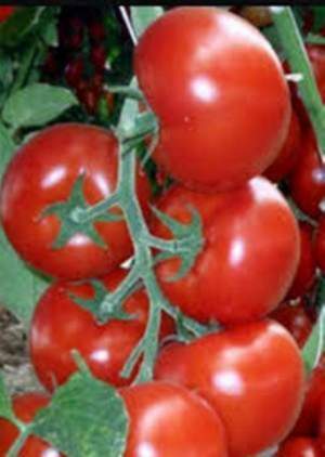 Помидоры Зульфия F1 100 семян. (Rijk Zwaan)
