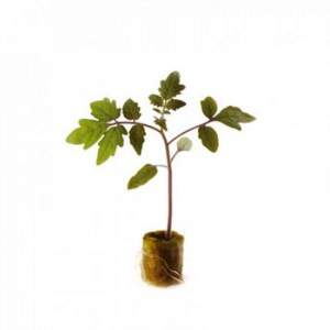 Помидоры Эмперадор (подвой) F1 1000 семян. (Rijk Zwaan)