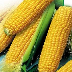 Кукуруза 3517 F1 25 000 семян. (Lark Seeds)