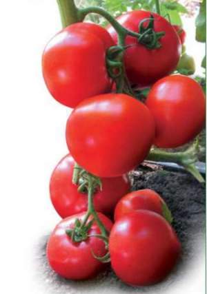 Помидоры Ядвига F1 500 семян. (Kitano)