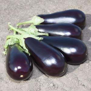 Баклажаны Прадо F1,  1000 семян. (Kitano)