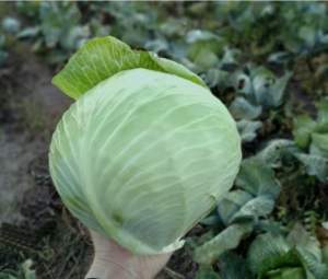 Капуста Бигестор F1 2500 семян. SS