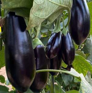 Баклажаны Визирь F1, 500 семян. (Yuksel Seeds)