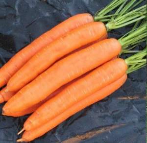 Морковь Берлин F1 (1,4-1,6мм) 100 000 семян. (Bejo)