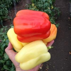 Перец Оида F1 1000 семян. (Clause)