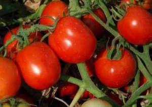 Помидоры Аксель F1 1000 семян. (ESASEM)