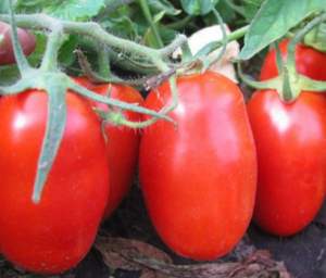 Помидоры Гледис F1 25 000 семян. (ESASEM)