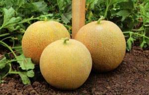 Дыня КS 33 F1 100 семян. (Kitano)