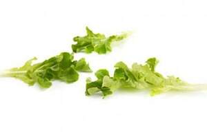 Салат Вебер  мелколист. 100 000 семян. (Rijk Zwaan)