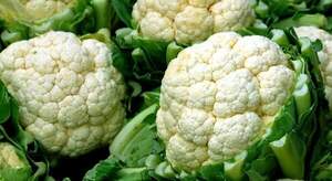Капуста цветная TS 19-4136 F1 1000 семян. (Solare Sementi)
