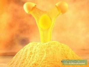 Яичный порошок