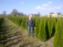 туя смарагд