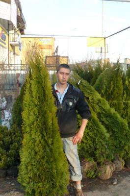 туя смарагд