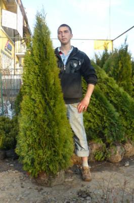 туя брабант