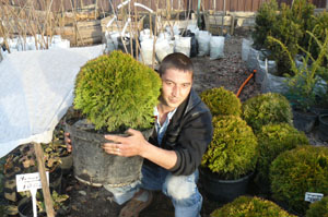 туя даника туя даника