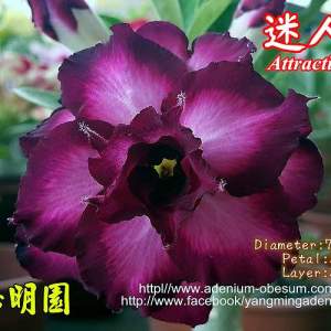 Angel of Night 2 шт