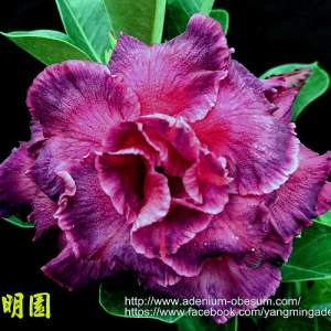 Hogwarts 3шт Hogwarts 3шт