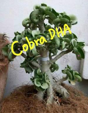 Dorset Horn Cobra 1шт Dorset Horn Cobra 1шт