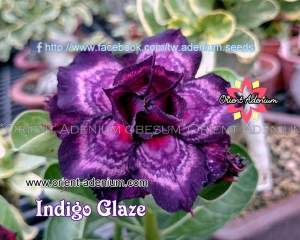 Аdenium obesum Indigo glaze 2шт